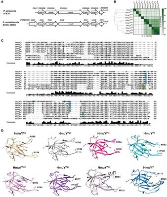 Porphyromonas endodontalis HmuY differentially participates in heme acquisition compared to the Porphyromonas gingivalis and Tannerella forsythia hemophore-like proteins
